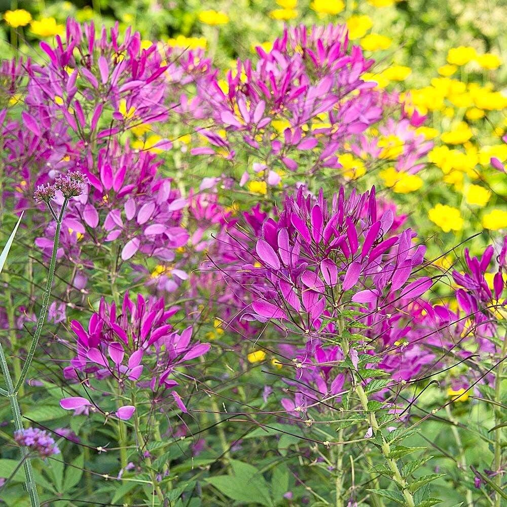 Violet Queen Cleome Seeds ~ Cleome Hassleriana ~ Spider Flower ~ Flowering Plant ~ Flower ~ Growing Flowers ~ Garden ~ Plants ~ Gardening