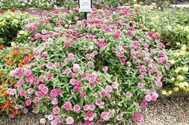 Zinnia “Zahara Double Raspberry Ripple” Seeds ~ Flower Seeds ~ Plants ~ Garden ~ Grow Your Own ~ Spring Flower ~ Instead of Flowers ~ Flower