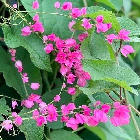 Rare Pink Coral Vine Chain of Love Seeds ~ Antigonon Leptopus ~ Heart Shaped Flowers ~ Blooms ~ Cut Flowes ~ Beautiful ~ Bouquets