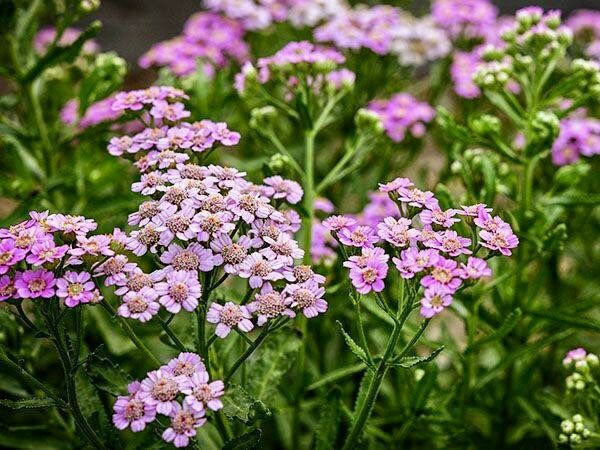 Yellow Love Parade Seeds ~ Achillea Sibirica ~ Rare ~ Rare Plants ~ Grow Your Own ~ Spring Flowers ~ Lovely ~ Bouquets ~ Garden