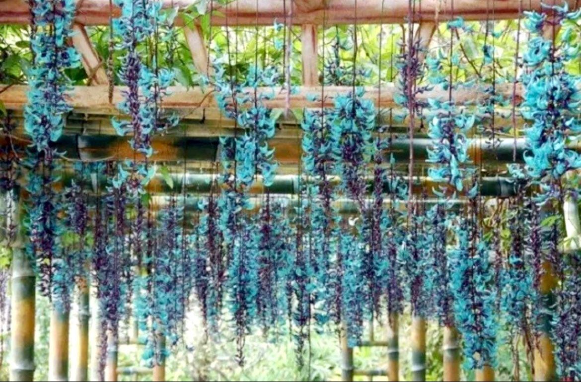 turquoise jade vine plant Rare Jade Heirloom Jade Vine Seeds ~ Strongylodon Macrobotrys ~ Emeral – Your Plant Bitch
