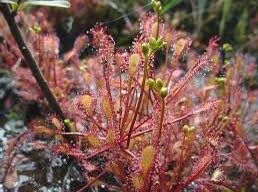 Drosera Intermedia Seeds ~ Spoonleaf Sundews ~ Carnivorous ~ Bug Eating ~ Oblong-leaved Sundew ~ Carnivore