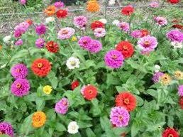 Zinnia California Giants Seeds ~ Flower Seeds ~ Plants ~ Garden ~ Grow Your Own ~ Spring Flowers ~ Instead of Flowers ~ Flowers