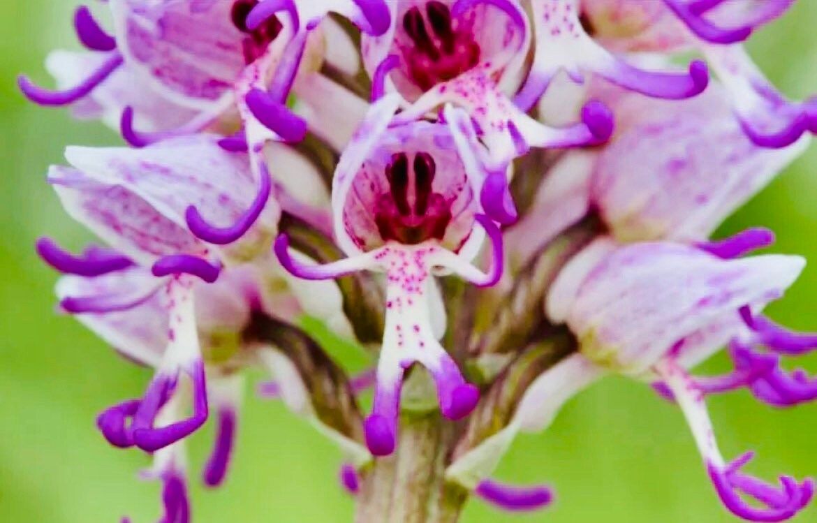 Naked Man Orchid Seeds ~ Orchis Italica ~ Italian Orchid ~ Usual Flowers ~ Exotic Flower ~ Unique Flowers ~ Funky Plants