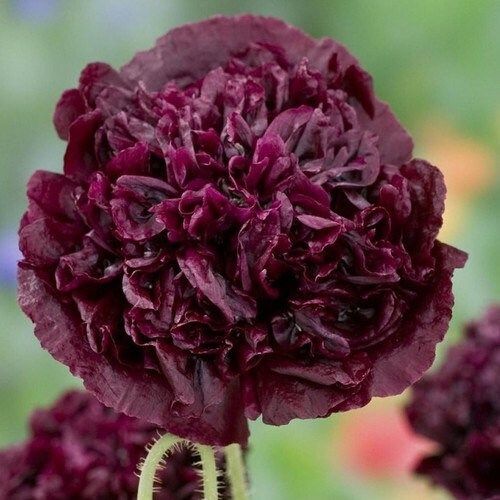 Papaver Paeoniflorum ‘Black Peony’ Poppy Seeds ~ Mixed Colors Flowers ~ Cool Flowers ~ Rare ~ Heirloom Seeds