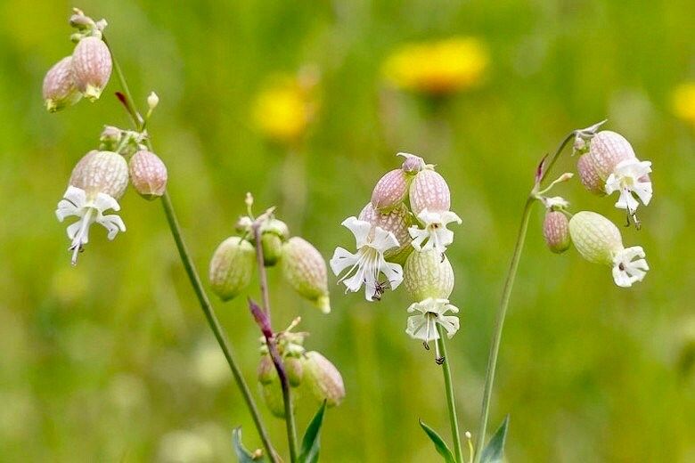 Wild Maidenstears Seeds ~ Bladder Campion ~ Silene Vulgaris ~ Silene Inflata ~ Unique ~ Pretty