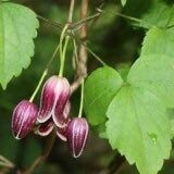 Clematis Fusca Seeds ~ Plants ~ Garden ~ Grow Your Own ~ Spring Flowers ~ Instead of Flowers