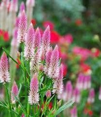 Celosia Flamingo Feather Seeds ~ Grow Your Own ~ Spring Flowers ~ Instead of Flowers ~ Bouquets ~ Died Flowers ~ Pretty ~ Pink