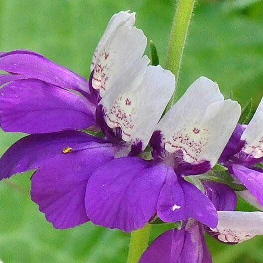 Chinese Houses Seeds ~ Collinsia Heterophylla ~ Grow Your Own ~ Spring Flowers ~ Instead of Flowers