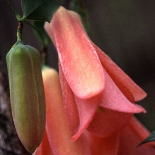 Lapageria Rosea Vine Seeds ~ Chilean Bellflower ~ Rare ~ Grow Your Own ~ Spring Flowers ~