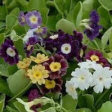 Primula Auricula Seeds ~ Special Mix of Colors ~ Auricula ~ Mountain Cowslip ~ Bear’s Ear ~ Flowers ~ Colorful