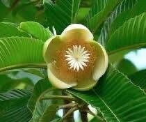 Rare Elephant Apple Tree Seeds ~ Ou Tenga ~ Dillenia Indica ~ Tropical ~ Plants ~ Garden ~ Grow Your Own ~ Spring Flowers