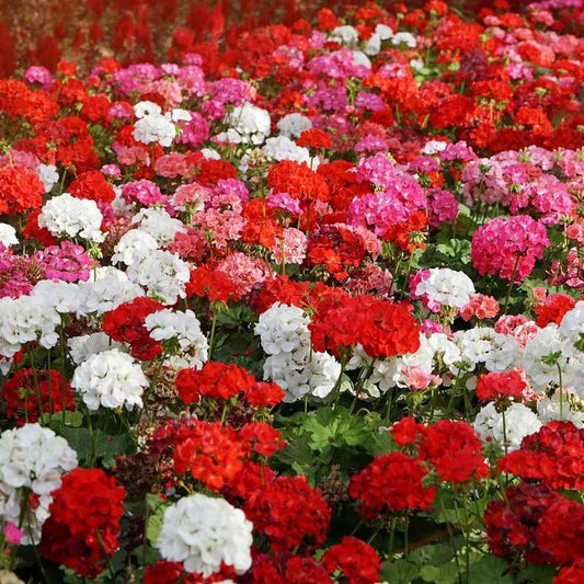 Geranium (Pelargonium) Mixed Seeds ~ Spring Flowers ~ Easy Care ~ Flowers ~ Bouquets ~ Spring