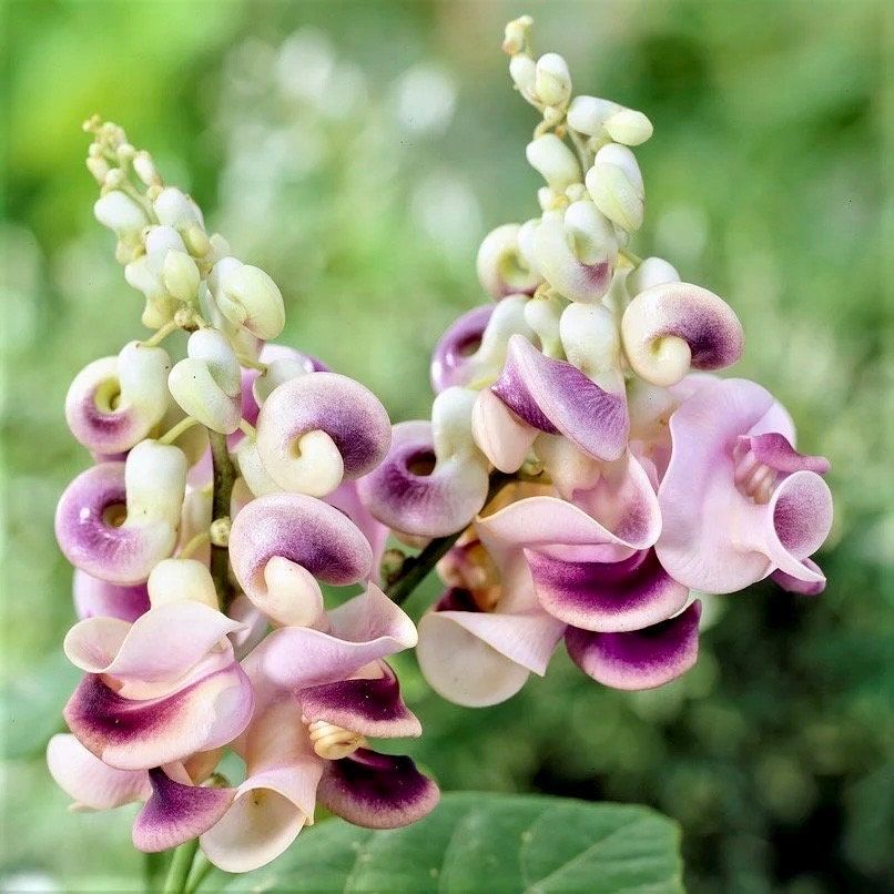 Snail Vine Seeds ~ Vigna Caracalla ~ Fragrant ~ Garden ~ Exotic ~ Unique ~ Tropical