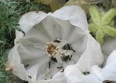 Rare Ice Cup Flower Seeds ~ Caiophora Coronata ~ Unique ~ Grow Your Own ~ Spring Flowers