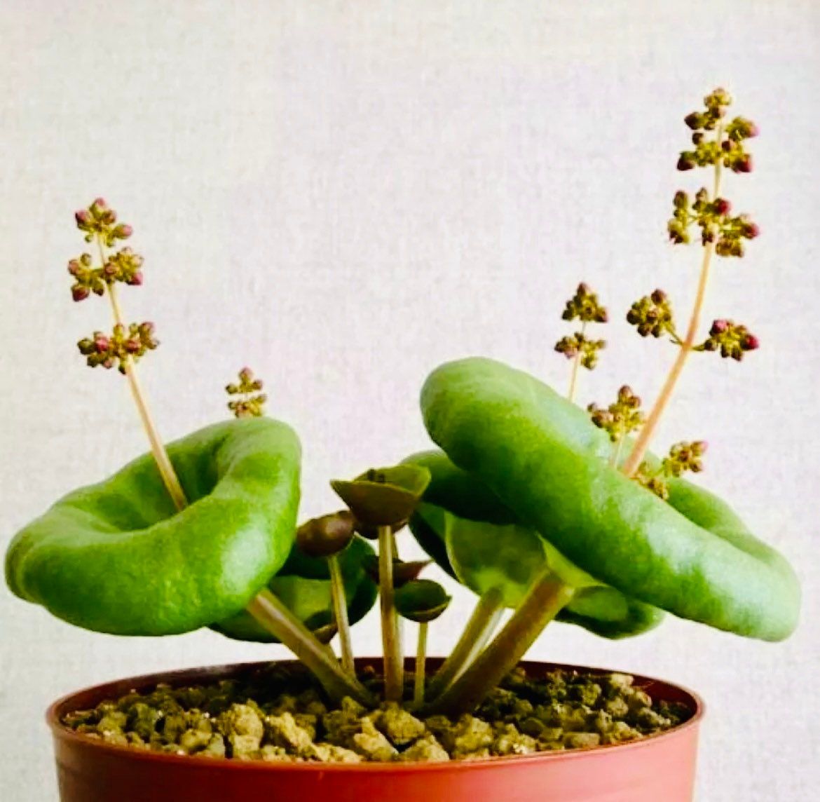 3CM Succulent Cactus Plant Crassula Umbella Wine Cup