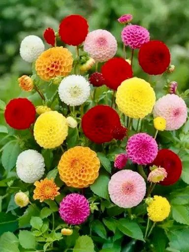 Double Pompon Dahlia Seeds ~ Plants ~ Garden ~ Grow Your Own ~ Spring Flowers ~ Instead of Flowers ~ Flowers