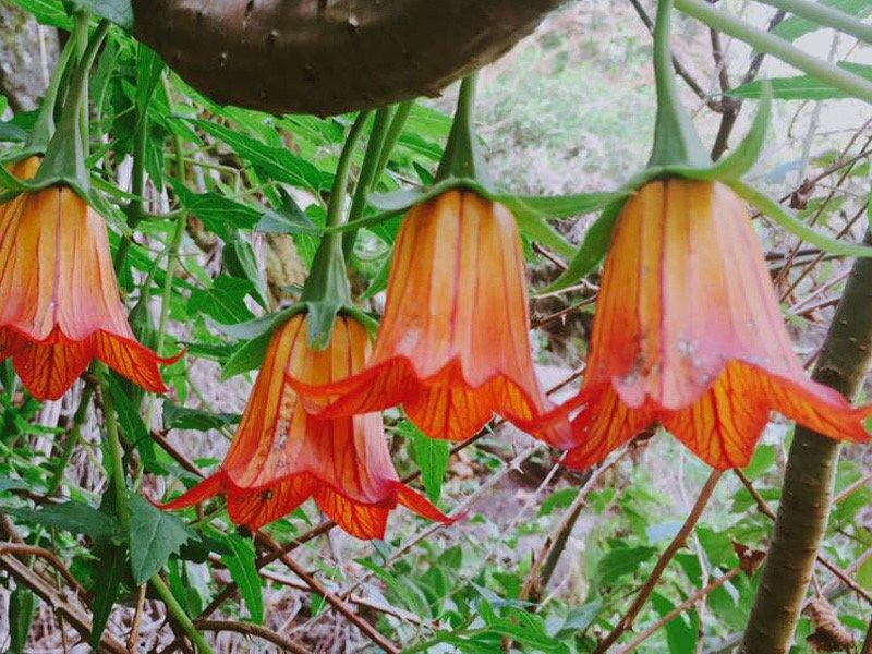 Rare Canary Island Bellflower Seeds ~ Canarina Canariensis ~ Exotic ~ Unique ~ Tropical