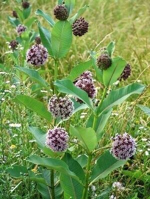 Black Asclepias Syriaca Seeds ~ Milkweed ~ Butterfly ~ Plants ~ Garden ~ Grow Your Own ~ Spring Flowers ~ Instead of Flowers ~ Flowers