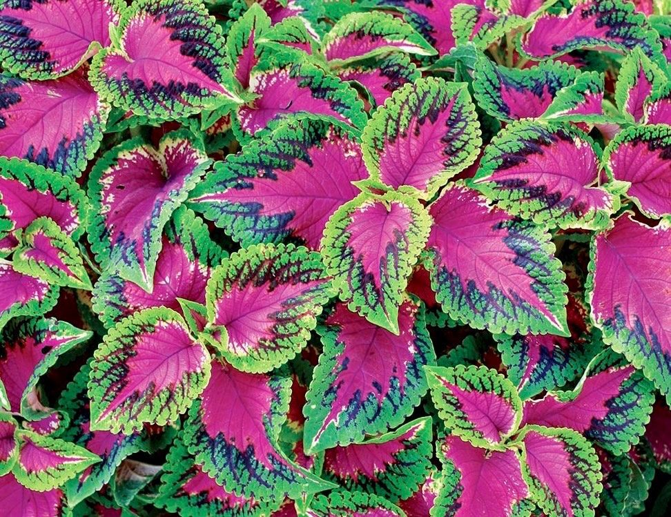 Rainbow Striped Coleus Seeds ~ Coleus Blumei ~ Plants ~ Garden ~ Grow Your Own ~ Spring Flowers ~ Instead of Flowers ~ Flowers ~ Houseplants