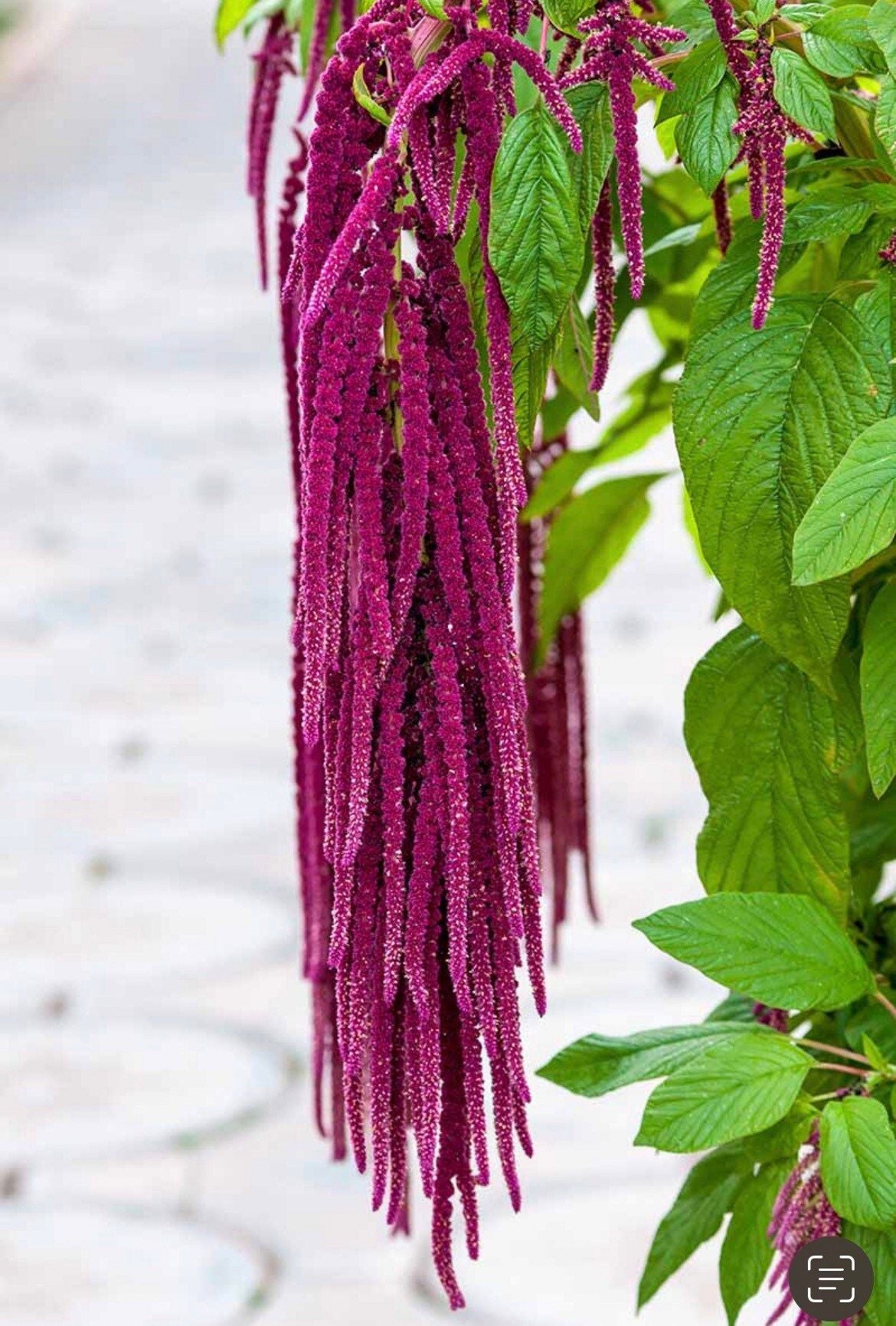 planting love lies bleeding seeds Amaranthus Caudatus 'Red Garnet' Seeds ~ Love Lies Bleeding ~ Plants ~ – Your Plant Bitch