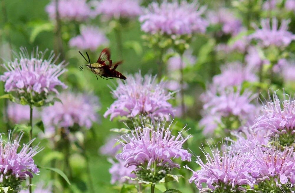 Wild Bergamot Seeds ~ Monarda Fistulosa - Bergamot ~ Unusual Flowers ~ Exotic Flower ~ Holiday ~ Garden ~ Houseplant ~ Rare ~ Pink ~