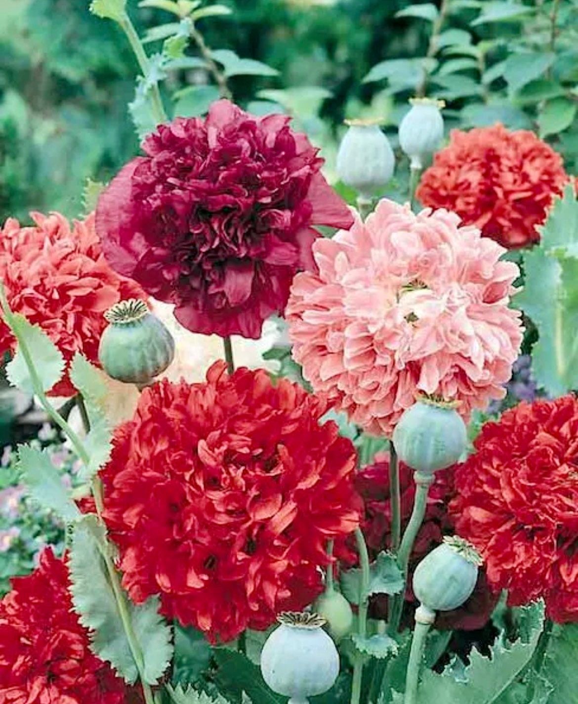 Double Peony Poppy Seeds ~ Mixed Colors ~ Gifts ~ Cool Flowers ~ Rare ~ Heirloom Seeds