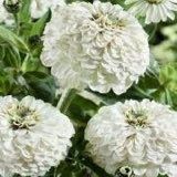 Zinnia “Polar Bear” Seeds ~ Flowers ~ Butterflies Love ~ Non-GMO Seeds ~ Cool Flowers ~ Rare