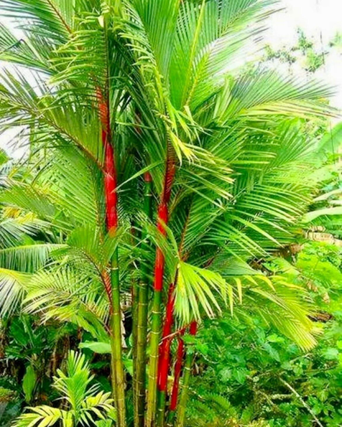 Red Lipstick Palm Tree Seeds ~ Cyrtostachys Renda ~ Fountain ~ Privacy Climbing ~ Gardening ~ Spring