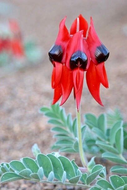 Rare Australian Sturts Desert Pea Seeds ~ Swainsona Formosa~ Plants ~ Garden ~ Exotic ~ Unique ~ Tropical