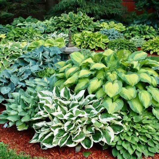 Variety of Hosta Seeds ~ Plants ~ Garden ~ Grow Your Own ~ Spring ~ Instead of Flowers ~ Flowers