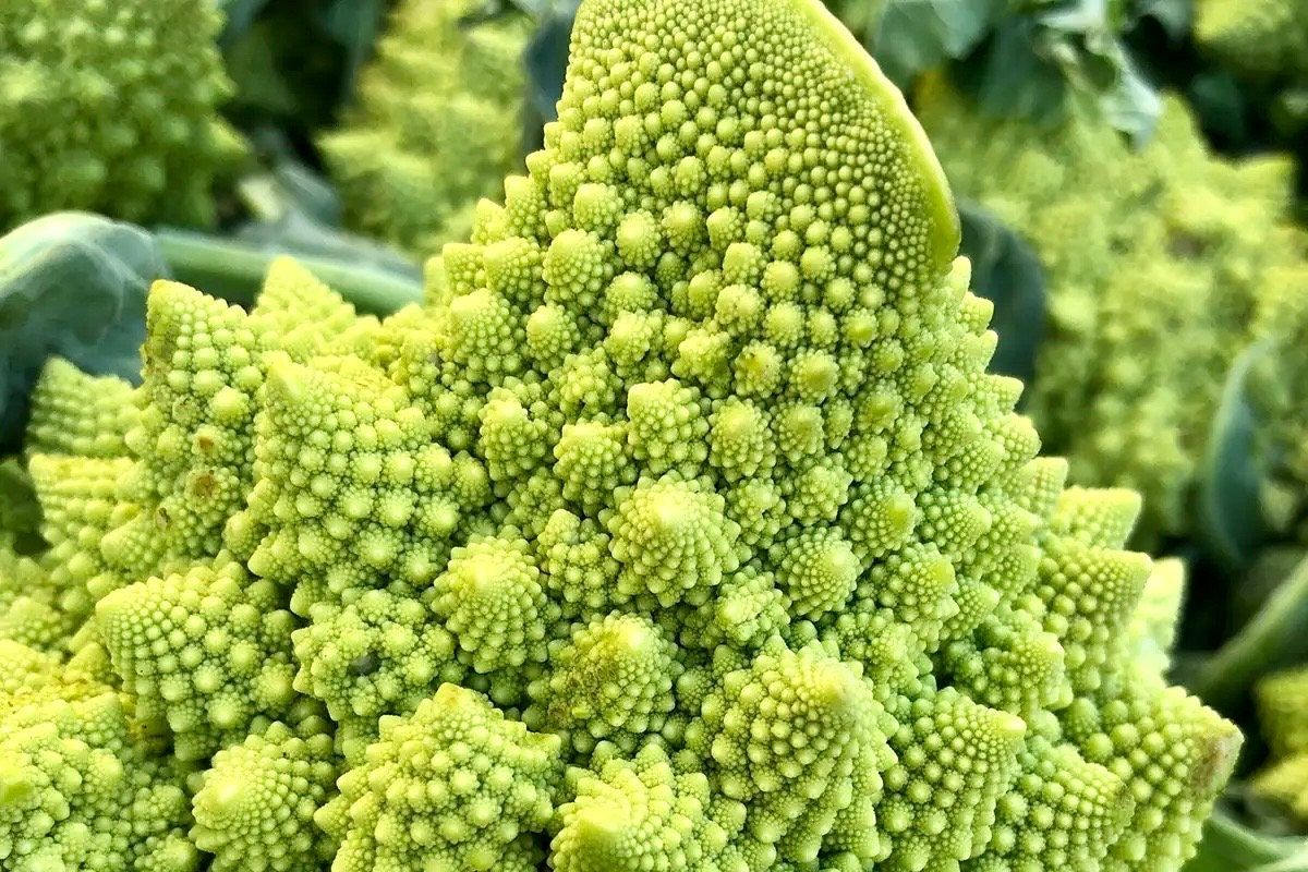 Chartreuse Romanesco Broccoli Seeds ~ Brassica Oleracea ~ Wild Cabbage ~ Broccoli ~ Heirloom ~ Grow Your Own ~ Vegetables ~ Veggies