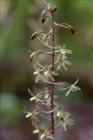 Crane-Fly Orchid Seeds ~ Tipularia Discolor ~ The Crippled Cranefly ~ Orchids ~ Usual Flowers ~ Exotic Flower