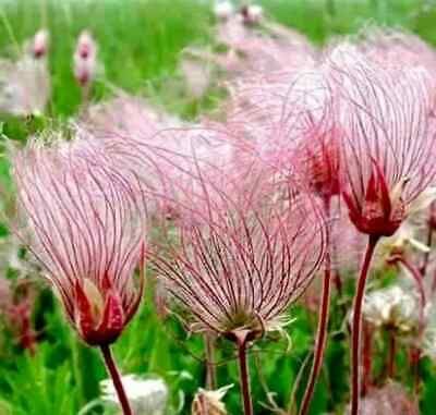 Wild Prairie Smoke Flower Seeds ~ Old Man's Beard ~ Geum Triflorum