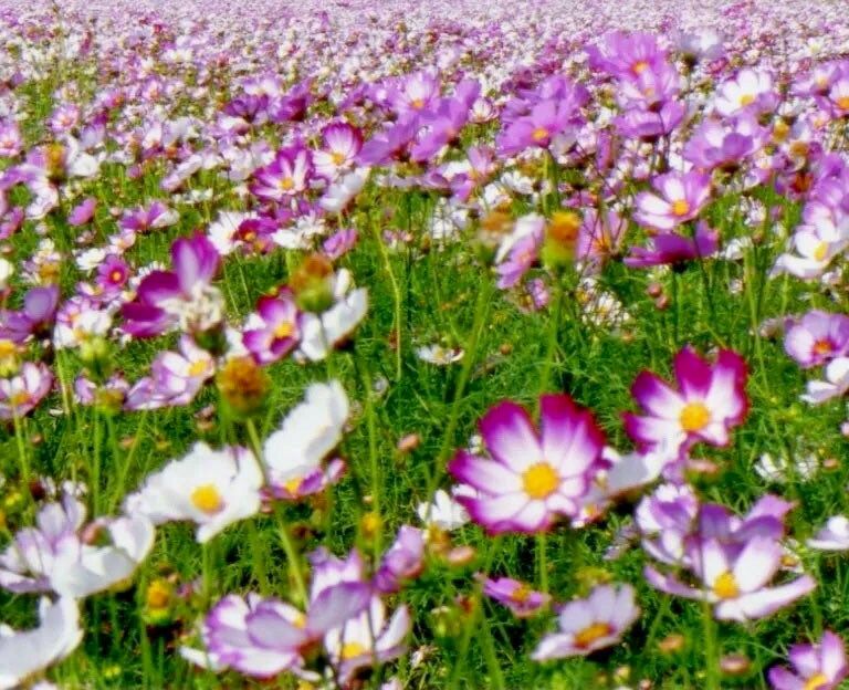 Picotee Cosmos Seeds ~ Cosmos ~ Cool Flowers ~ Grow Your Own ~ Butterflies ~ Bees ~ Annual ~ Summer ~ Spring ~ Bouquets