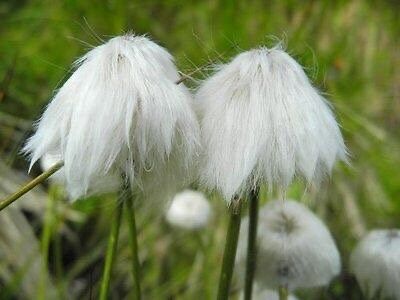 Rare Seuss Cotton Grass Seeds ~ Eriophorum Angustifolium ~ Whimsical ~ Cotton Balls ~ Fairytale ~ Fall ~ Season ~ Dried Flowers ~ Bouquet