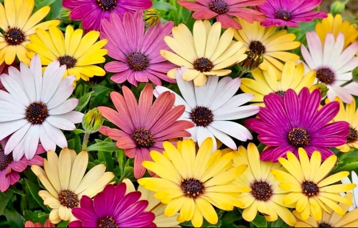 African Daisy “Cineraria Mix” Flower Seeds ~ Cape Marigold