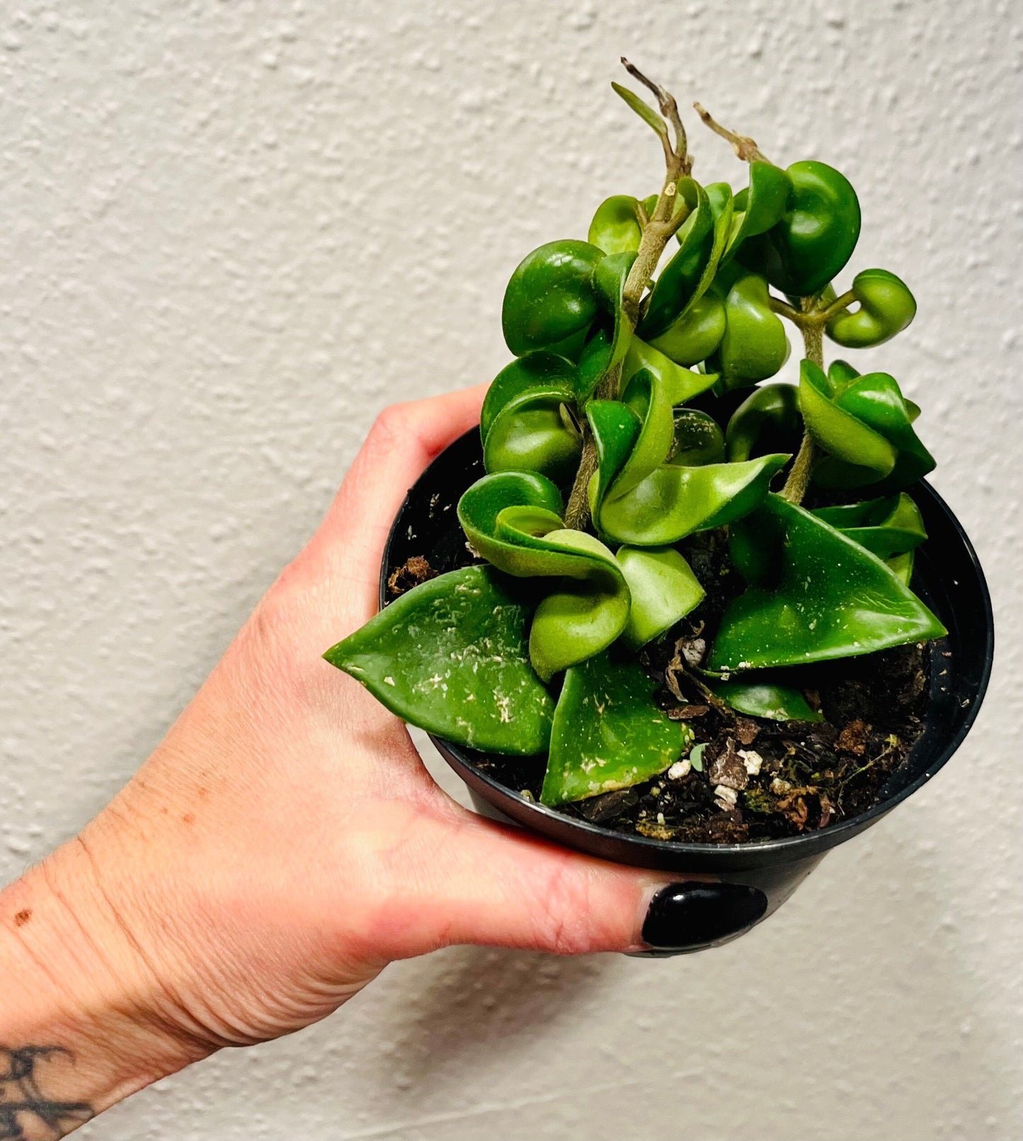 Hoya ~ Hoya Hindu Rope ~ Hoya Carnosa ~ Compacta ~ Krinkle Kurl ~ Porcelain Flower ~ Wax Plant ~ Hanging Houseplant
