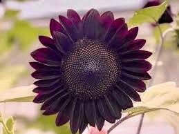 Rare ‘Black Beauty’ Sunflower Seeds ~ Helianthus Annuus ~ Pretty Flowers ~ Garden ~ Fall ~ Heirloom Seeds ~ Autumn