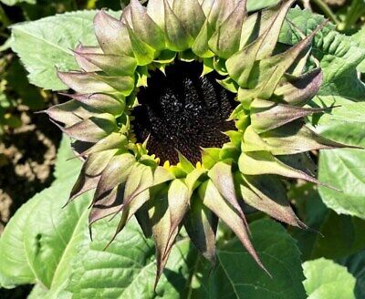 Purple Sunfill Sunflower Seeds ~ Pretty Flowers ~ Garden ~ Fall ~ Heirloom Seeds