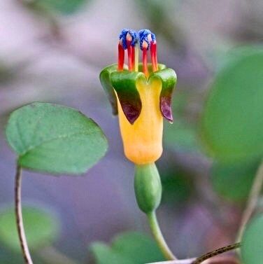 The Creeping Fuchsia Seeds ~ Fuchsia Procumbens ~ Exotic ~ Unique ~ Fun ~ Bees ~ Butterflies ~ Beautiful Flowers