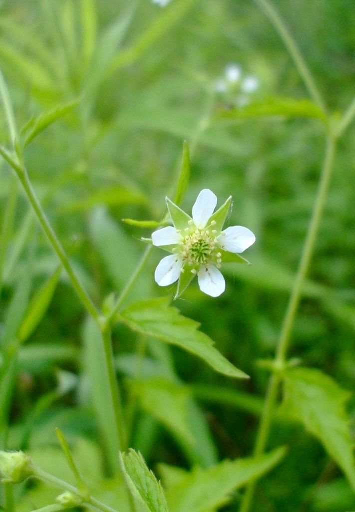 White Avens ~ Geum Canadense ~ Butterflies ~ Bumblebees ~ Garden ~ Flowers ~ Spring ~ Bloom