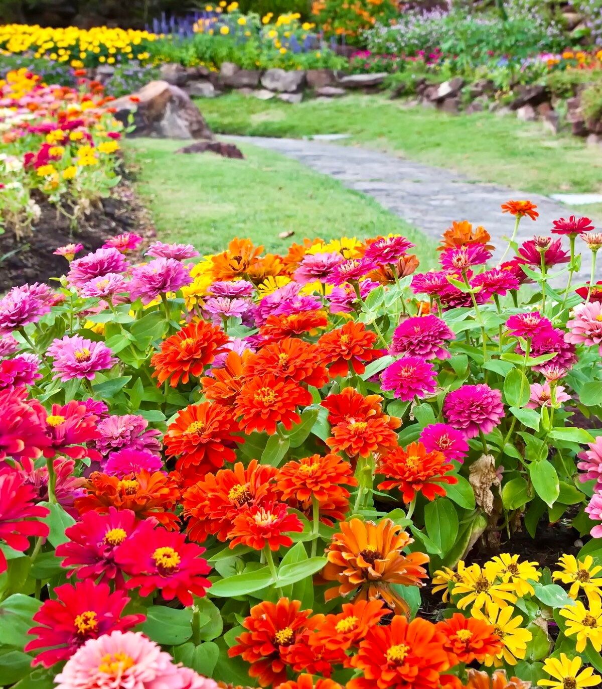 Zinnia California Giants Seeds ~ Flower Seeds ~ Plants ~ Garden ~ Grow Your Own ~ Spring Flowers ~ Instead of Flowers ~ Flowers