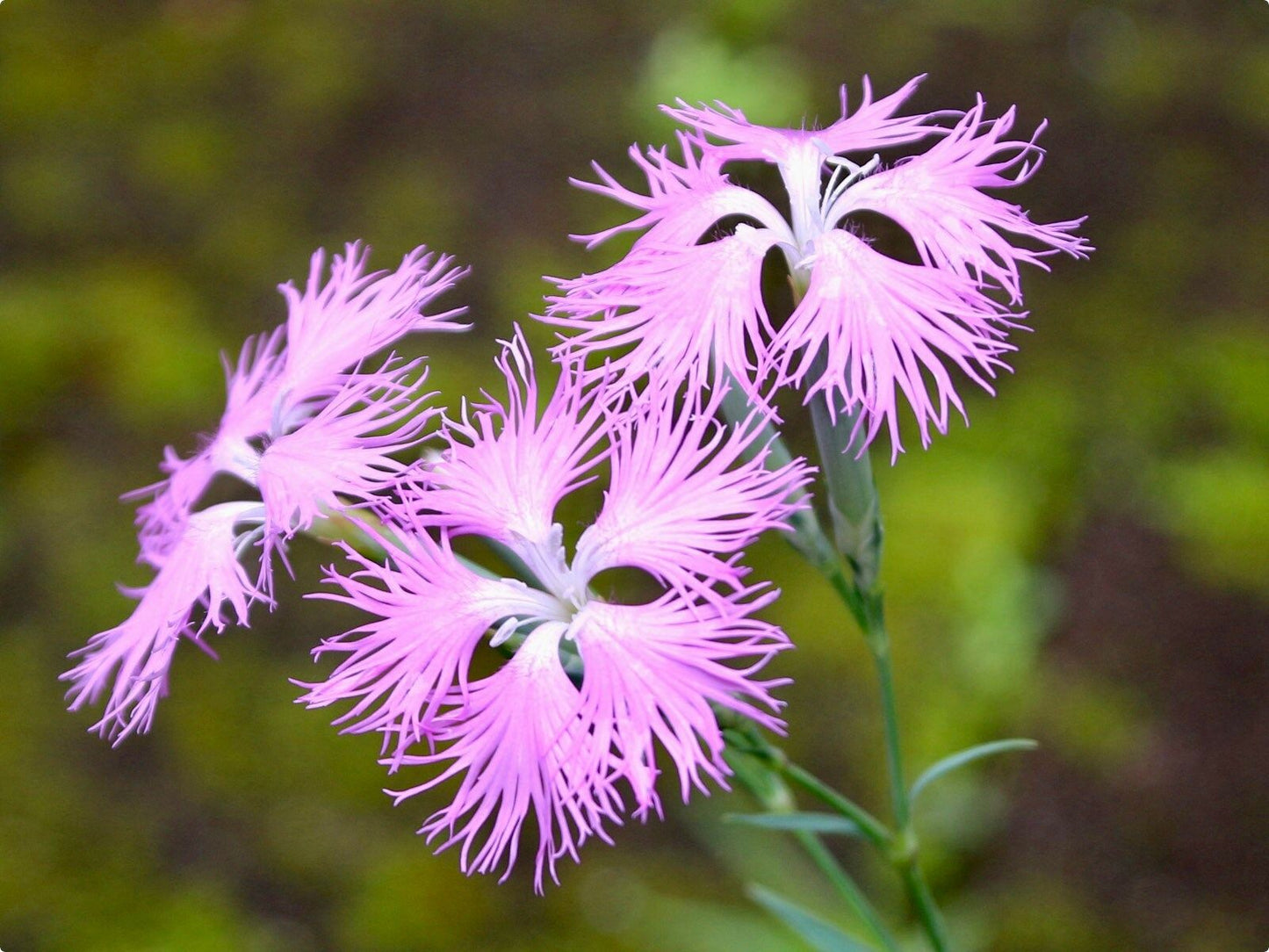 Dianthus Superbus Seeds ~ Fringed Pink ~ Grow Your Own ~ Pretty Flowers ~ Cool Flowers ~ Pink ~ Flowers ~ Flowering ~ Garden ~ Fringe