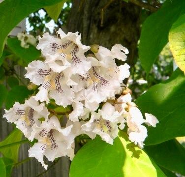 Showy Catalpa Tree Seeds ~ Catawba Catalpa Speciosa ~ Flowers ~ Home Garden ~ Exotic Flower ~ Rare