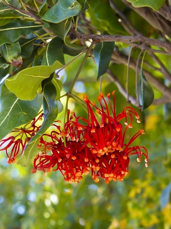 Rare Firewheel Tree Seeds ~ Stenocarpus Sinuatus ~ Plants ~ Garden ~ Exotic ~ Unique ~ Tropical