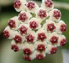 Hoya Kerrii ~ Hoya Hearts ~ Hoya ~ Sweetheart Hoya ~ Heart-Shaped Hoya ~ Wax Heart Plant ~ Love Heart Plant ~ Lucky Hearts Plant