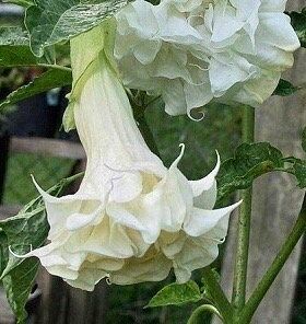 Double Yellow Angel’s Trumpet Seeds ~ Devil’s Trumpet ~ Datura Metel ~ Fresh Seeds ~ Blooms ~ Flowers ~ Instead of Flowers ~ Hummingbirds