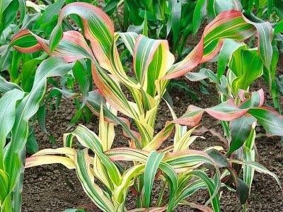 Zea Japonica Variegated Seeds ~ Japanese Corn ~ Ornamental Maize ~ Plants ~ Decorative ~ Decoration ~ Autumn ~ Thanksgiving ~ Exotic ~ Craft