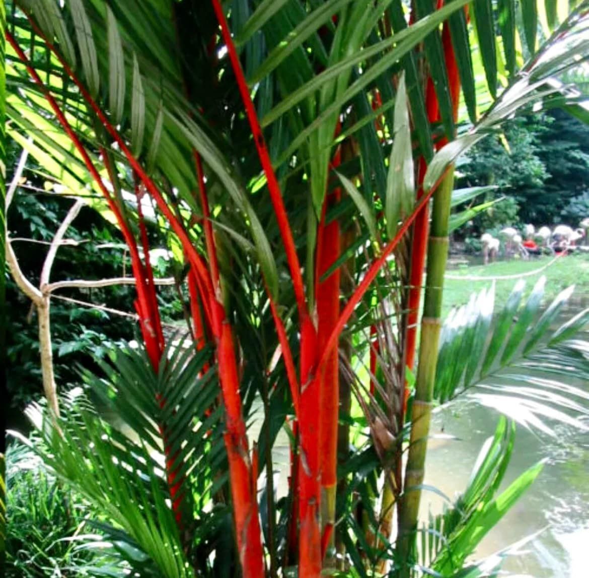 Red Lipstick Palm Tree Seeds ~ Cyrtostachys Renda ~ Fountain ~ Privacy Climbing ~ Gardening ~ Spring